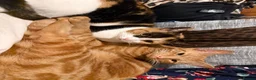 Mixed Breed cats for sale: Ginger male, black white and ginger female - Advert 6