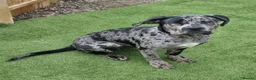 Mixed Breed dogs for sale: Cane corso x female black merle puppy in Lochgelly - Advert 2