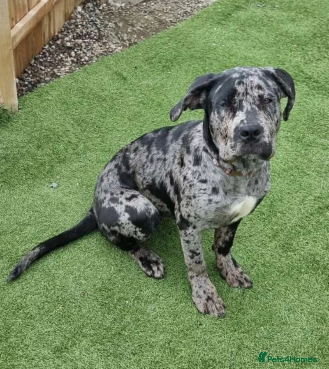 Mixed Breed dogs for sale: Cane corso x female black merle puppy in Lochgelly - Advert 2