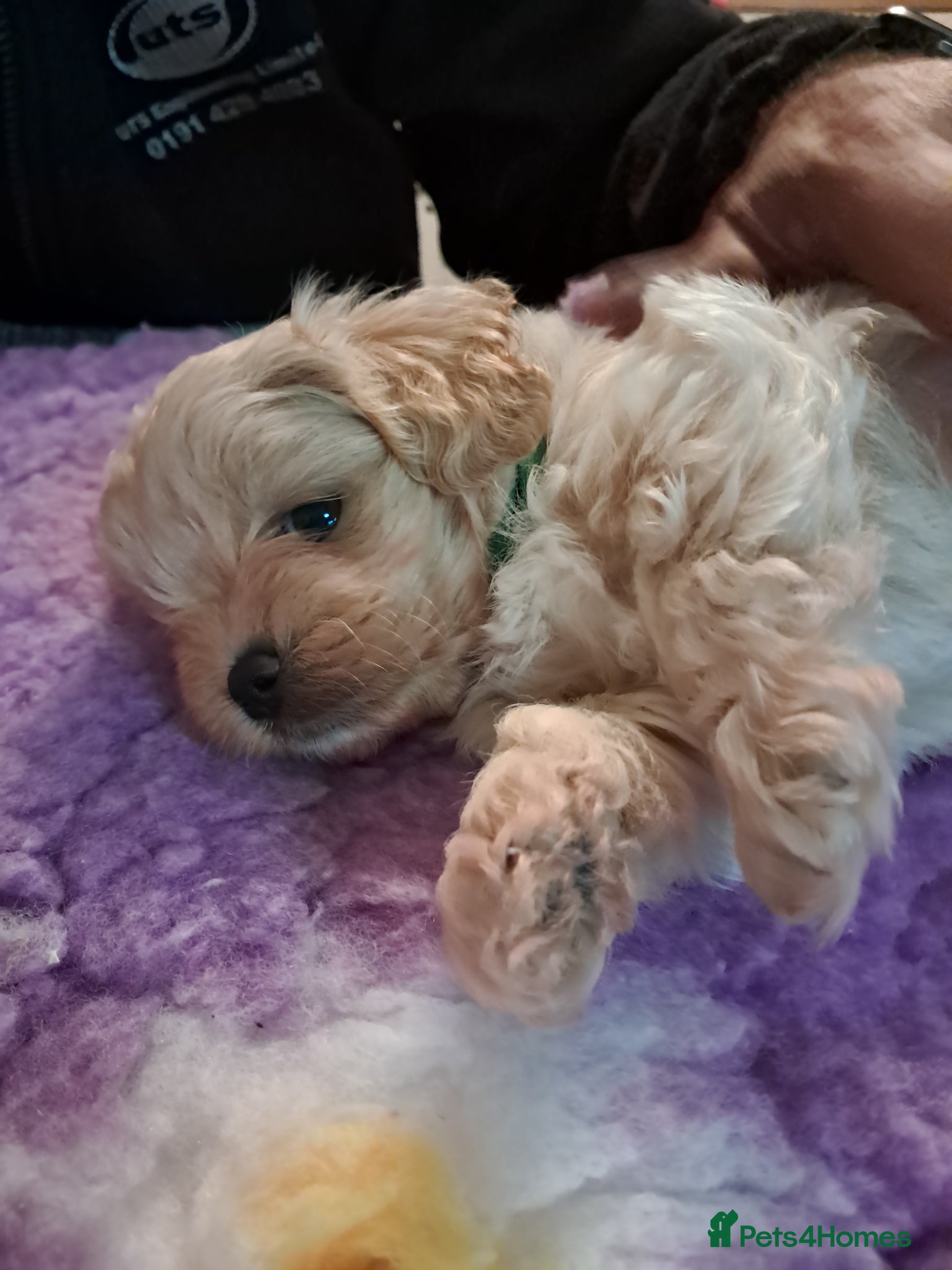 Maltipoo dogs Beautiful Maltipoo Pups - Advert 4