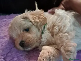 Maltipoo dogs Beautiful Maltipoo Pups - Advert 10