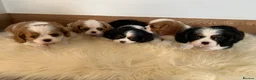 Cavalier King Charles Spaniel dogs for sale: 5* Licensed RKC H/T Gorgeous Cavalier KC - Advert 4
