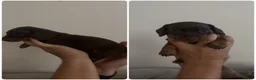 Miniature Dachshund dogs for sale: Stunning 5 star litter  - Advert 4