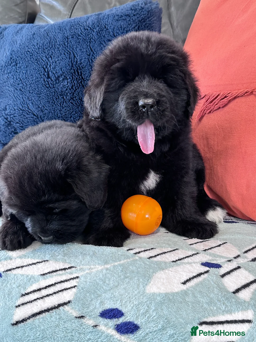 Newfoundland dogs for stud: Newfoundland stud in Doncaster - Advert 13