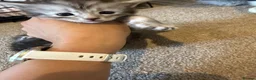 Maine Coon cats for sale: Adorable Pedigree Full Maine Coon Kittens - Advert 4
