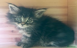Kurilian Bobtail cats for sale: Rare pure breed Kurilian bobtail kittens available - Advert 18