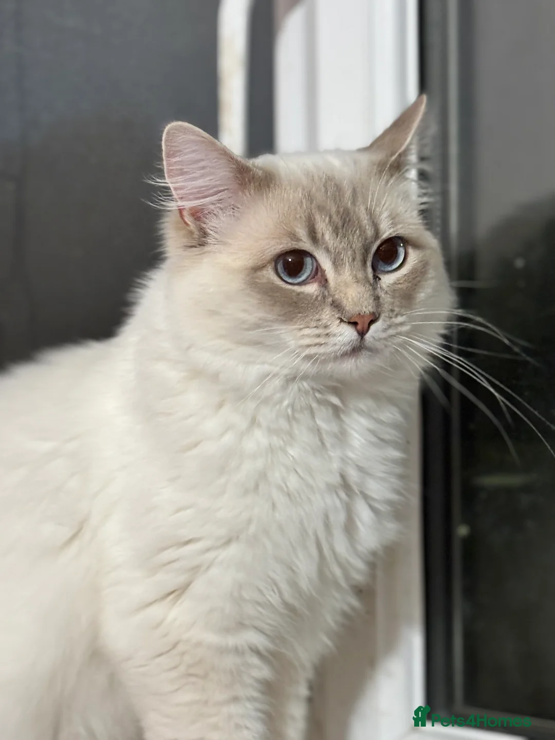 Ragdoll cats for stud: Lilac tabby colourpoint for stud - Advert 4