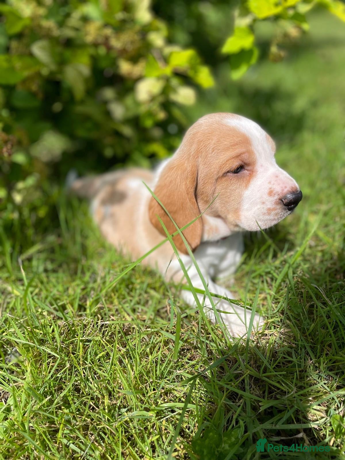 Basset Hound dogs Basset hound puppies  - Advert 2