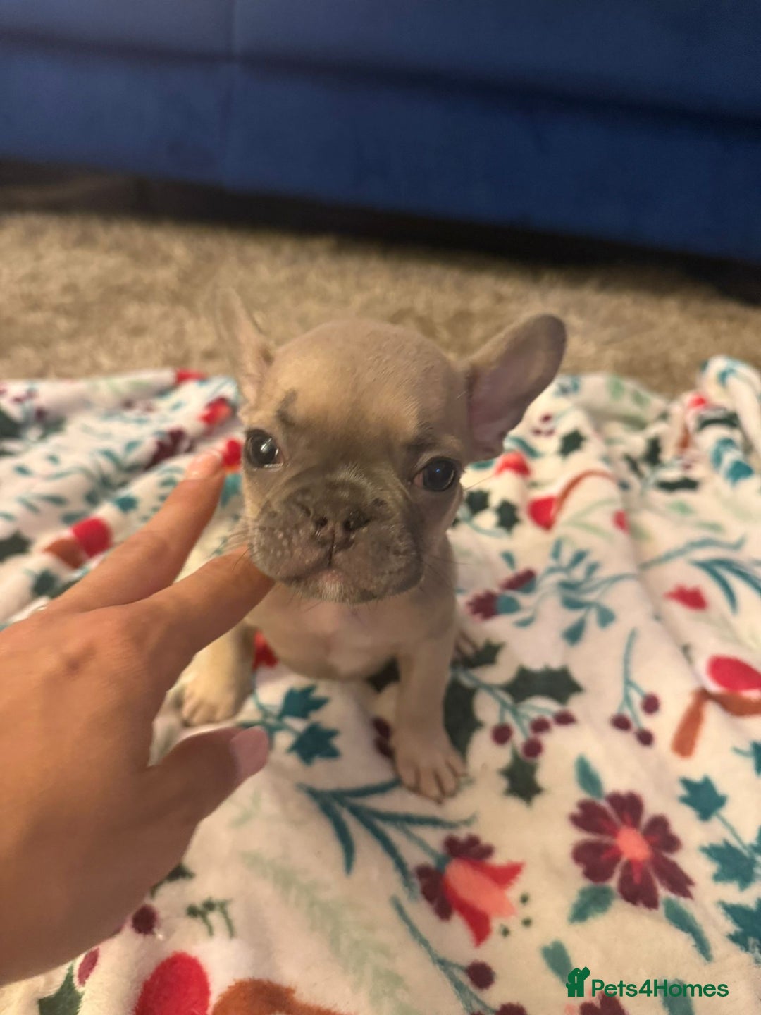 French Bulldog dogs for sale: French bulldog puppies  - Advert 16
