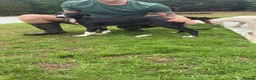 Mixed Breed dogs for sale: Collie whippet greyhound in Wrexham - Advert 1