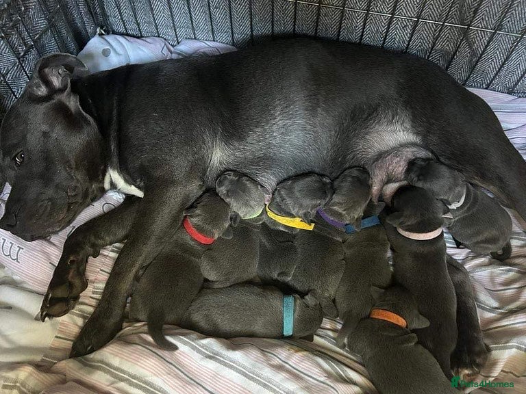 Staffordshire Bull Terrier dogs Outstanding Staffordshire Bull Terrier Puppies - Advert 13