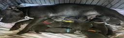 Staffordshire Bull Terrier dogs for sale: Outstanding Staffordshire Bull Terrier Puppies in Sheffield - Advert 1