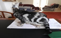 Savannah cats for sale: Full Pedigree & TICA Reg Marble Savannah Kitten - Image 13