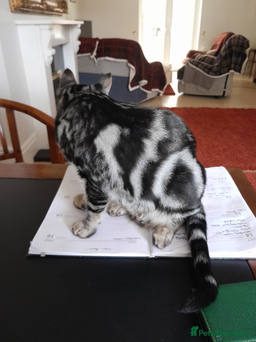 Savannah cats for sale: Full Pedigree & TICA Reg Marble Savannah Kitten - Image 13