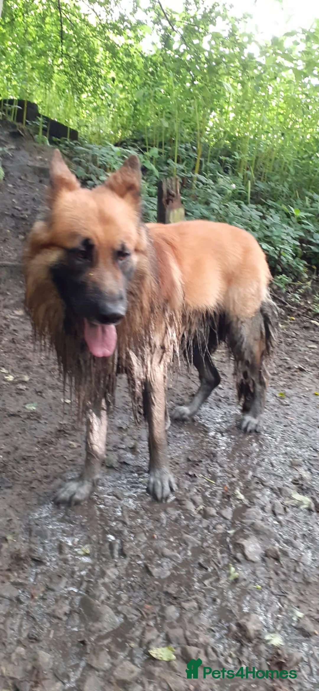 Mixed Breed dogs for sale: Northern Inuit X gsd pups - Advert 9
