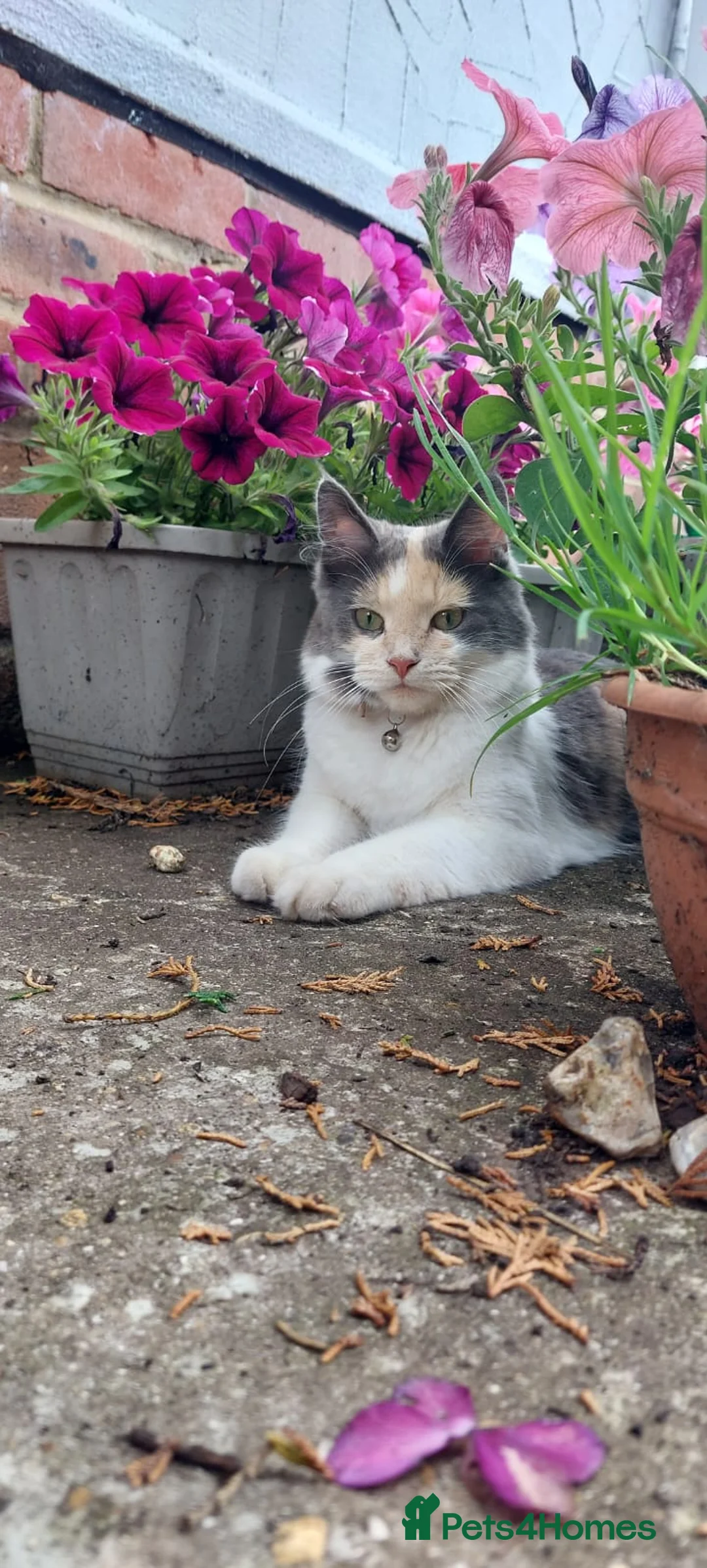Maine Coon cats for sale: Gorgeous Mainecoon X kittens available. in Pulborough - Advert 2