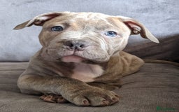 American Bully dogs for stud: American Bully For Stud in London - Image 9