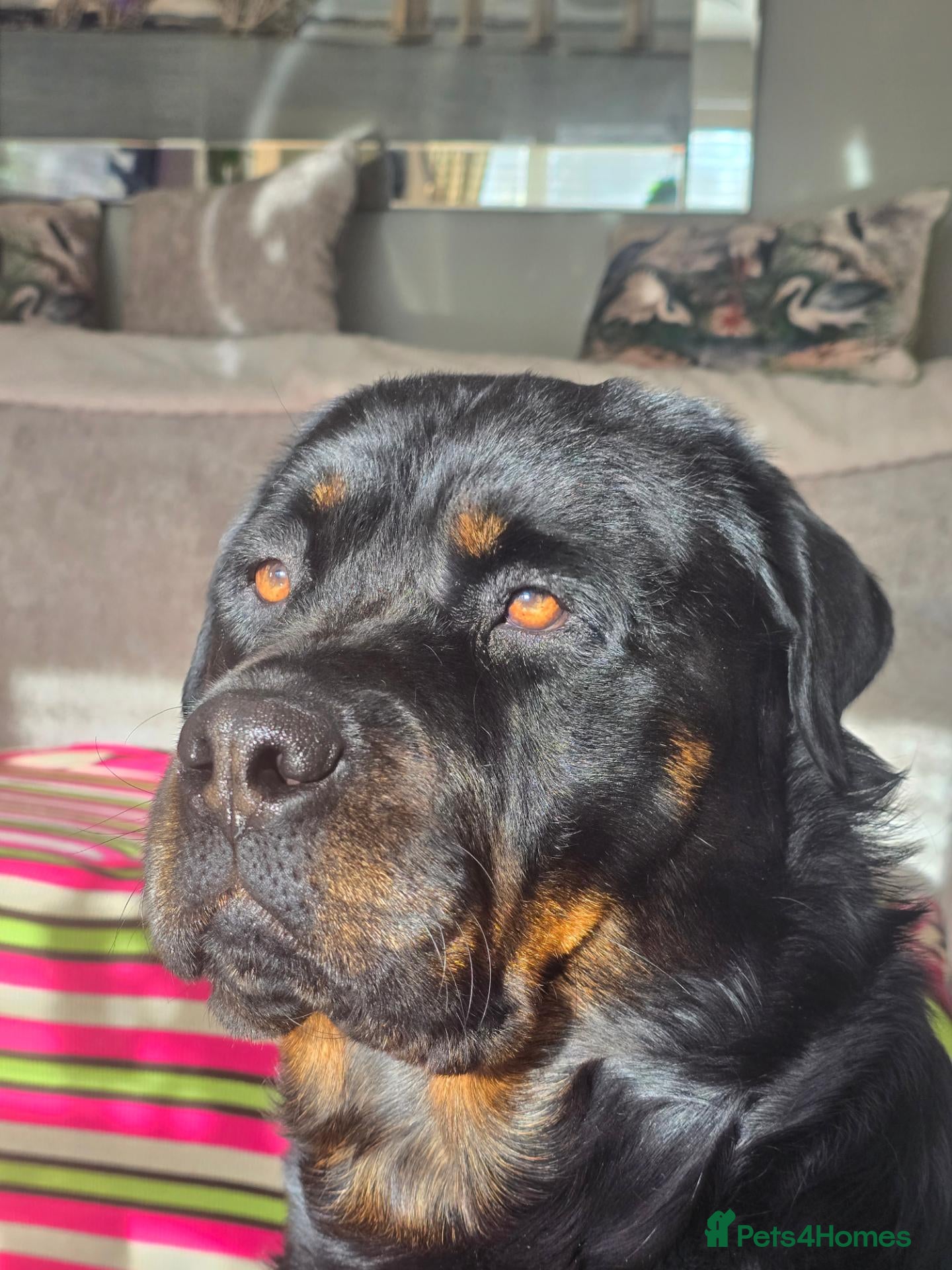 Rottweiler dogs 3 adorable rottweiler girls  - Advert 3
