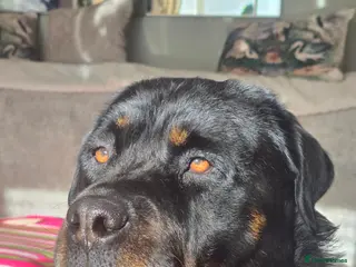 Rottweiler dogs 3 adorable rottweiler girls - Advert 1