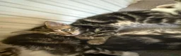 Mixed Breed cats for sale: Tabby Kittens For Sale - Advert 10