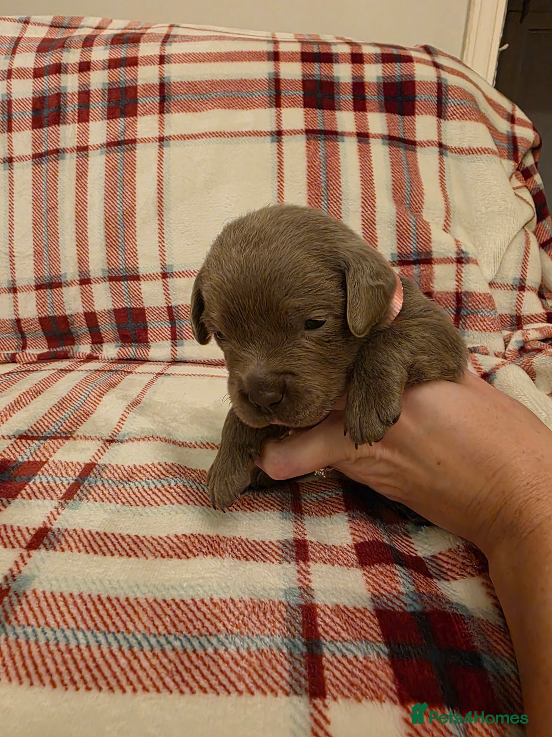 Labrador Retriever dogs for sale: Silver Labrador Puppies For Sale - Advert 10