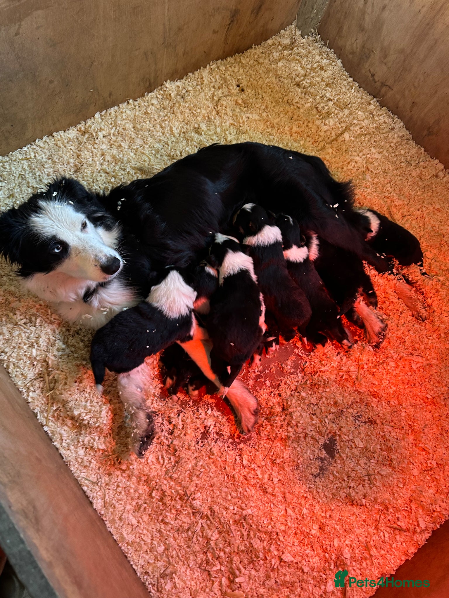 Border Collie dogs ISDS registered border collie puppies  - Advert 2