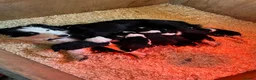 Border Collie dogs for sale: ISDS registered border collie puppies  - Advert 2