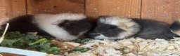 Guinea Pig rodents for sale: Beautiful pure bred Swiss guinea pig sows - Advert 5