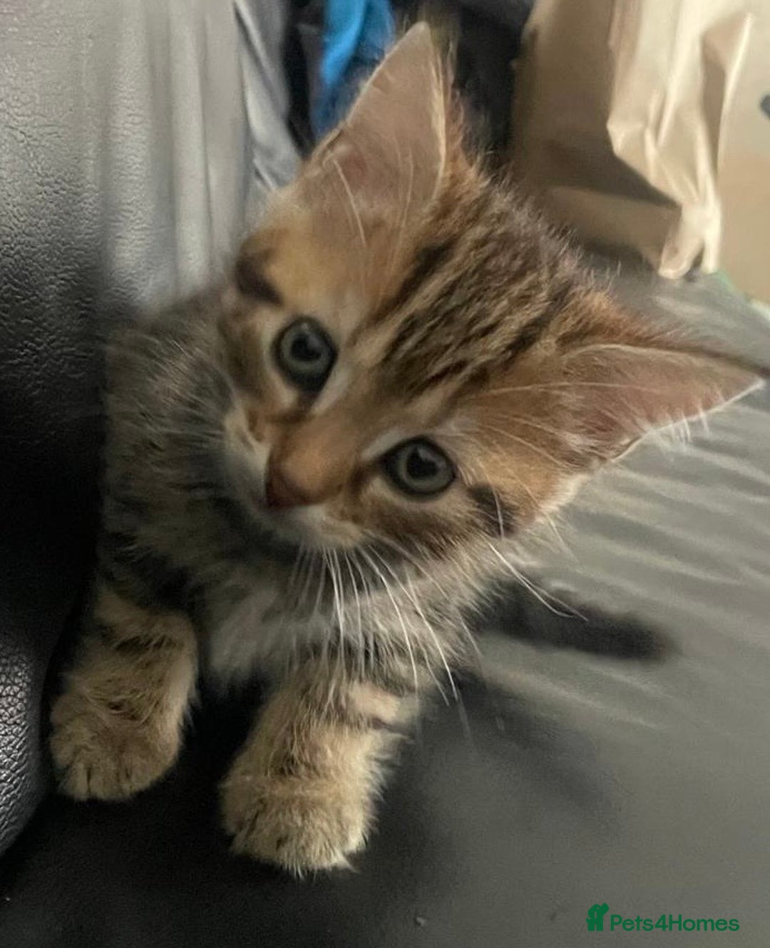 Mixed Breed cats for sale: Beautiful full marble/stripy kittens - Image 8