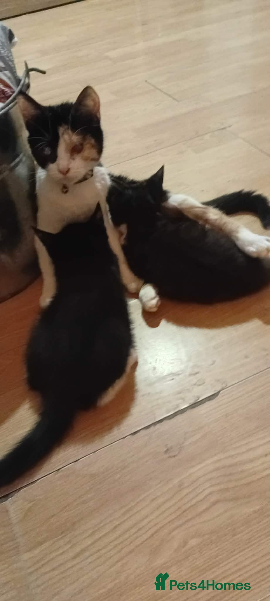 Mixed Breed cats Kittens for sale  - Advert 2