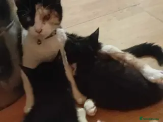 Mixed Breed cats Kittens for sale - Advert 2