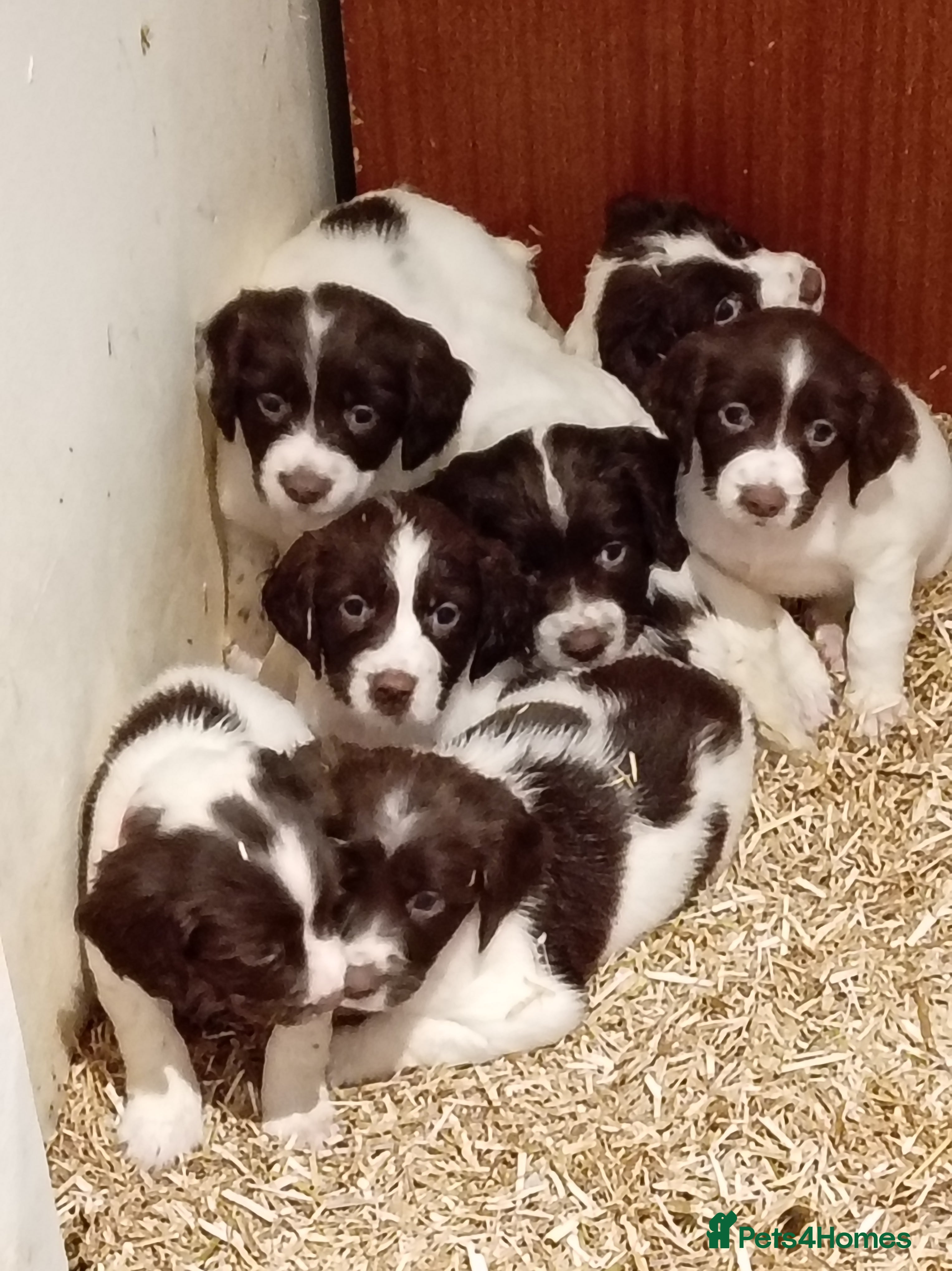 English Springer Spaniel dogs KC Reg English Springer Spaniels - 2 girls left - Advert 1