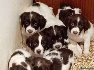 English Springer Spaniel dogs KC Reg English Springer Spaniels - 2 girls left - Advert 17
