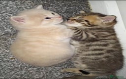 British Shorthair cats for sale: Luna’s Litter 🩶 - Image 20