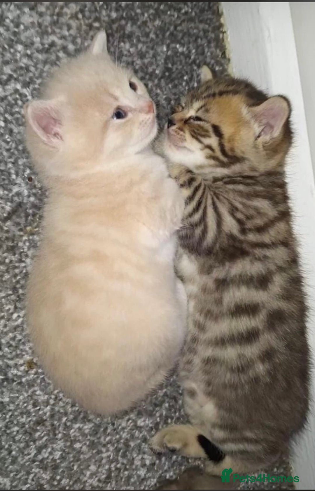 British Shorthair cats for sale: Luna’s Litter 🩶 - Image 20