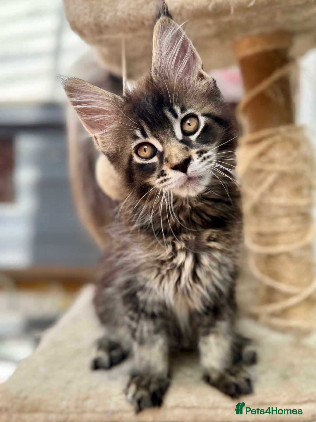 Maine Coon cats for sale: Champions- Bloodline Purebred Maine Coon Kittens  - Advert 12