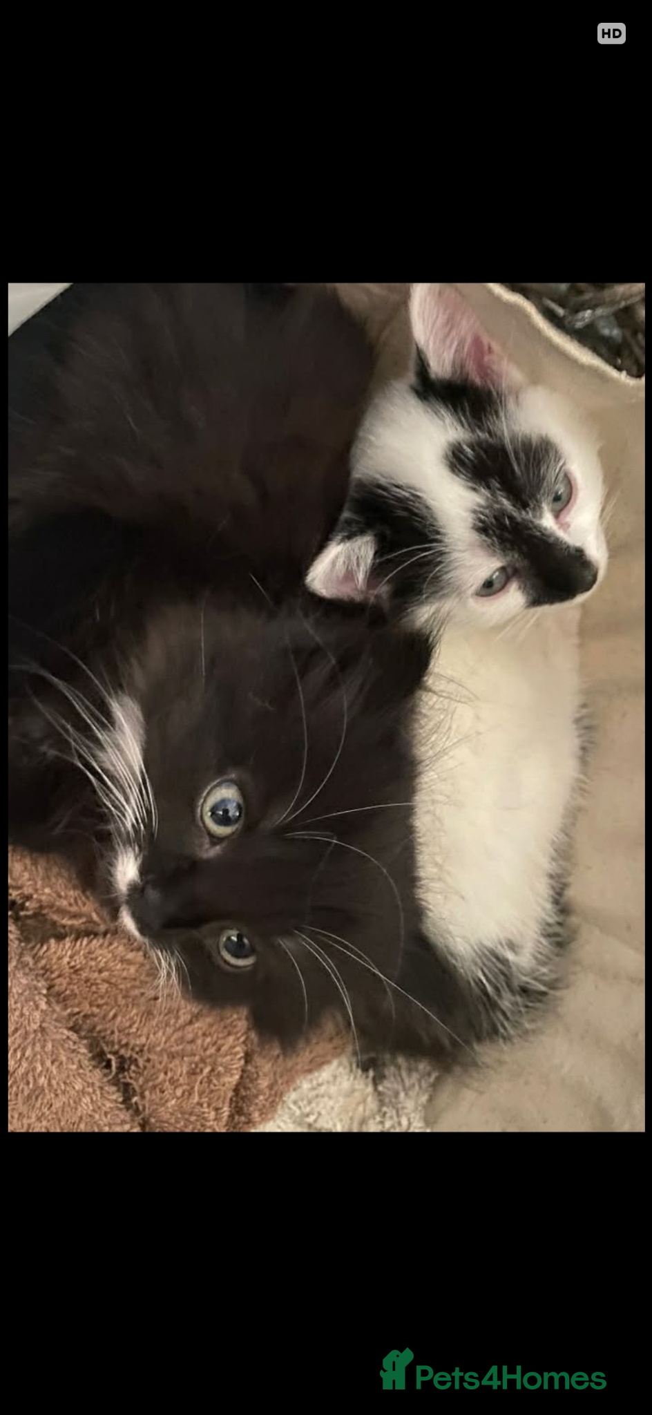 British Longhair cats Beautiful kittens ! 2 left  - Advert 4