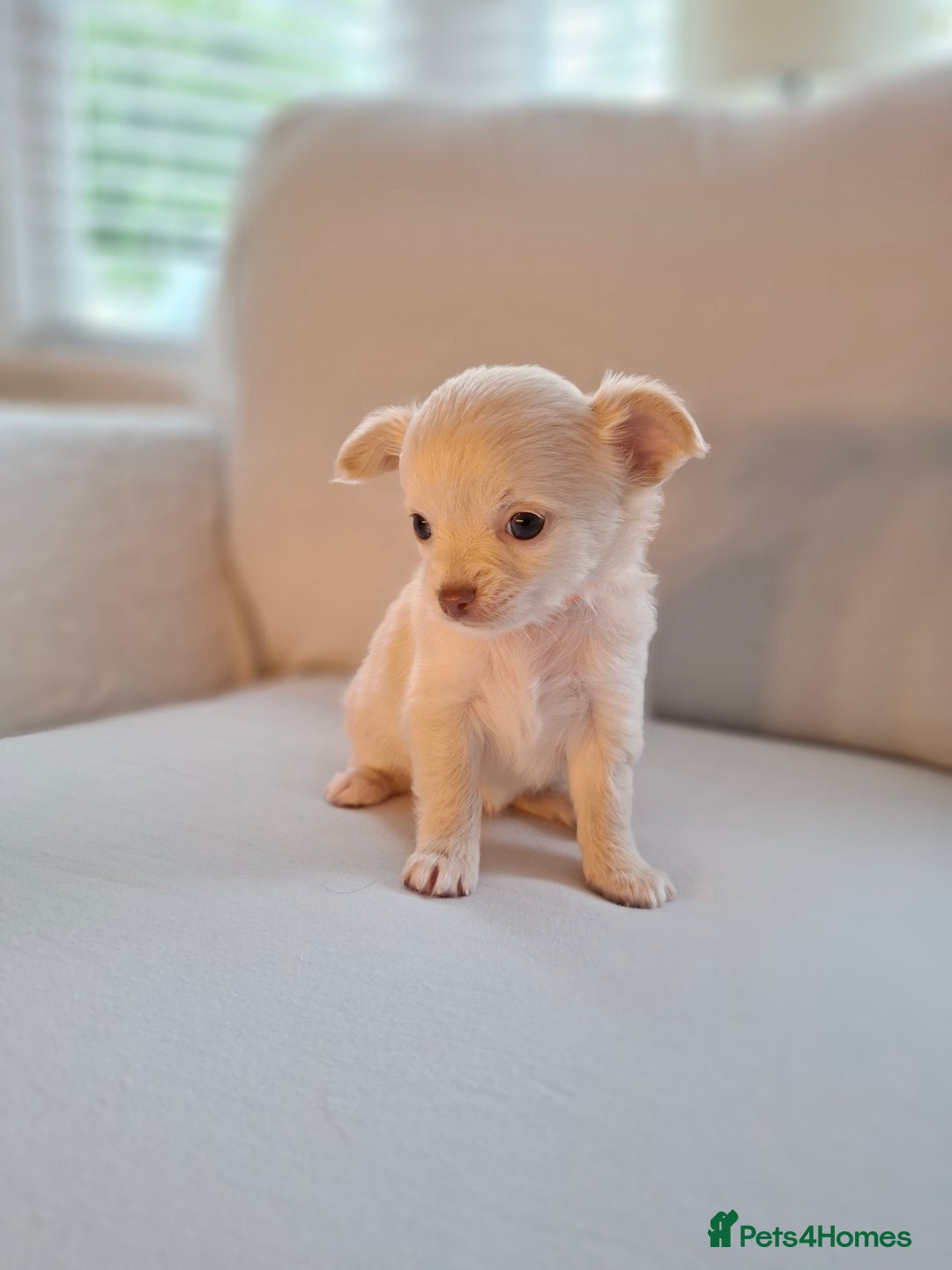 Chihuahua dogs for sale: Chihuahua puppies for sale - Image 24
