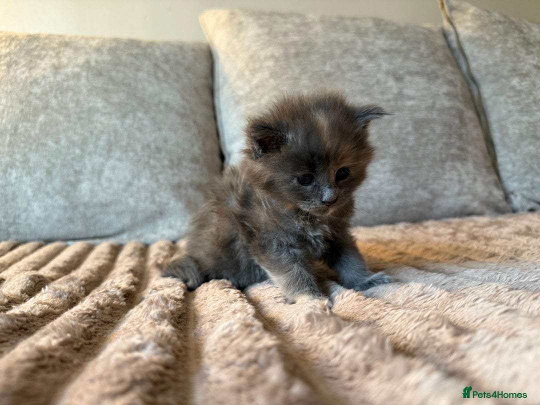 Maine Coon cats for sale: Beautiful Maine Coon Kittens - Advert 19