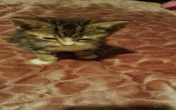British Shorthair cats for sale: Calico female kitten for sale  - Image 1