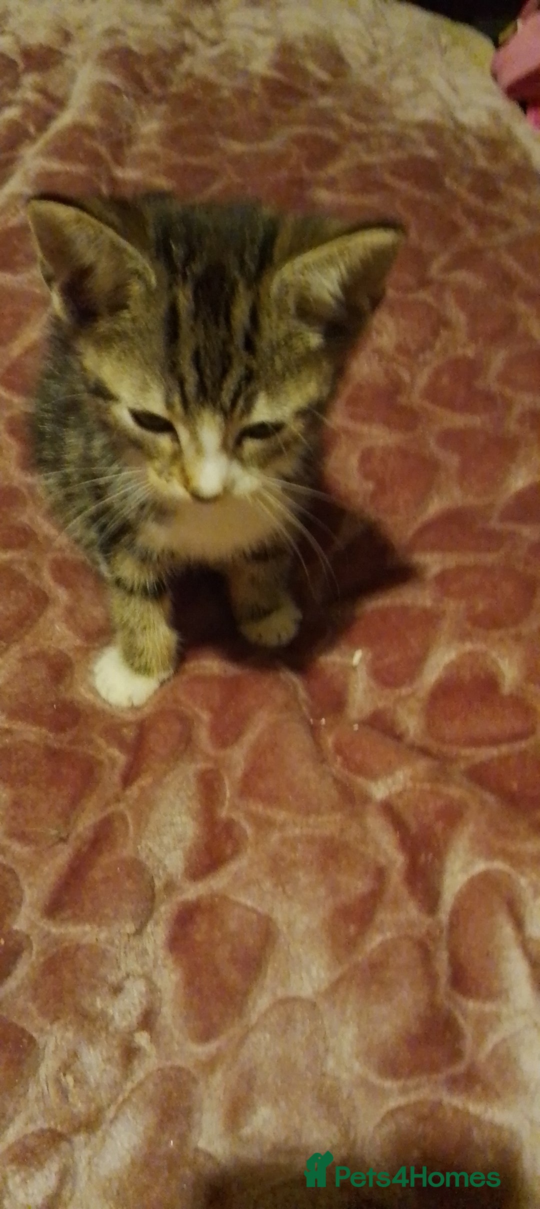 British Shorthair cats for sale: Calico female kitten for sale  - Image 1
