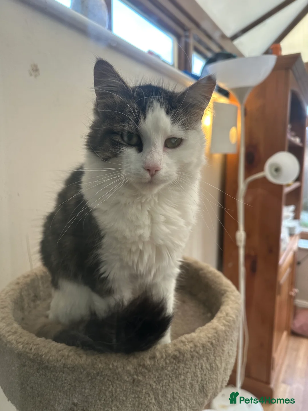 British Shorthair cats for sale: Stunning British Shorthair Tuxedo - Advert 6