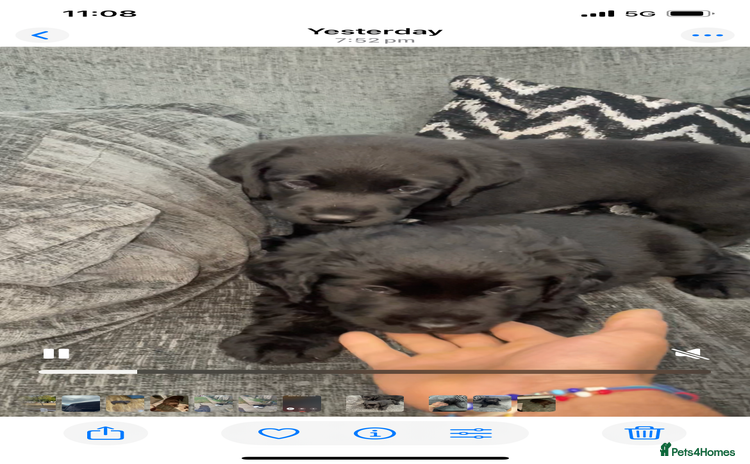 Labrador Retriever dogs - Advert 1