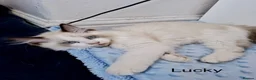 Ragdoll cats for sale: Purebread Ragdoll Kittens - TICA YORKSHIRE - Advert 15