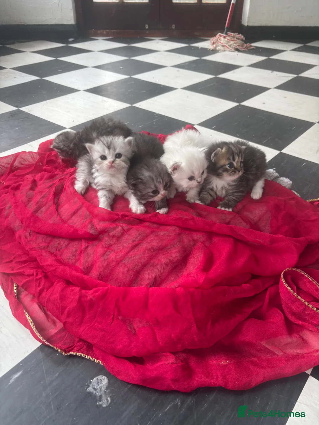 Persian cats for sale: Beautiful Persian chinchilla kittens available  - Advert 2