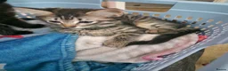 Mixed Breed cats for sale: Kittens - Advert 4