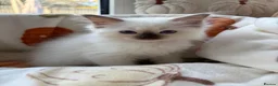 Ragdoll cats for sale: ✨ Beautiful GCCF Ragdoll Kittens from Serenity✨ - Advert 28