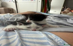 British Shorthair cats for sale: 4 Kittens for sale - Image 15