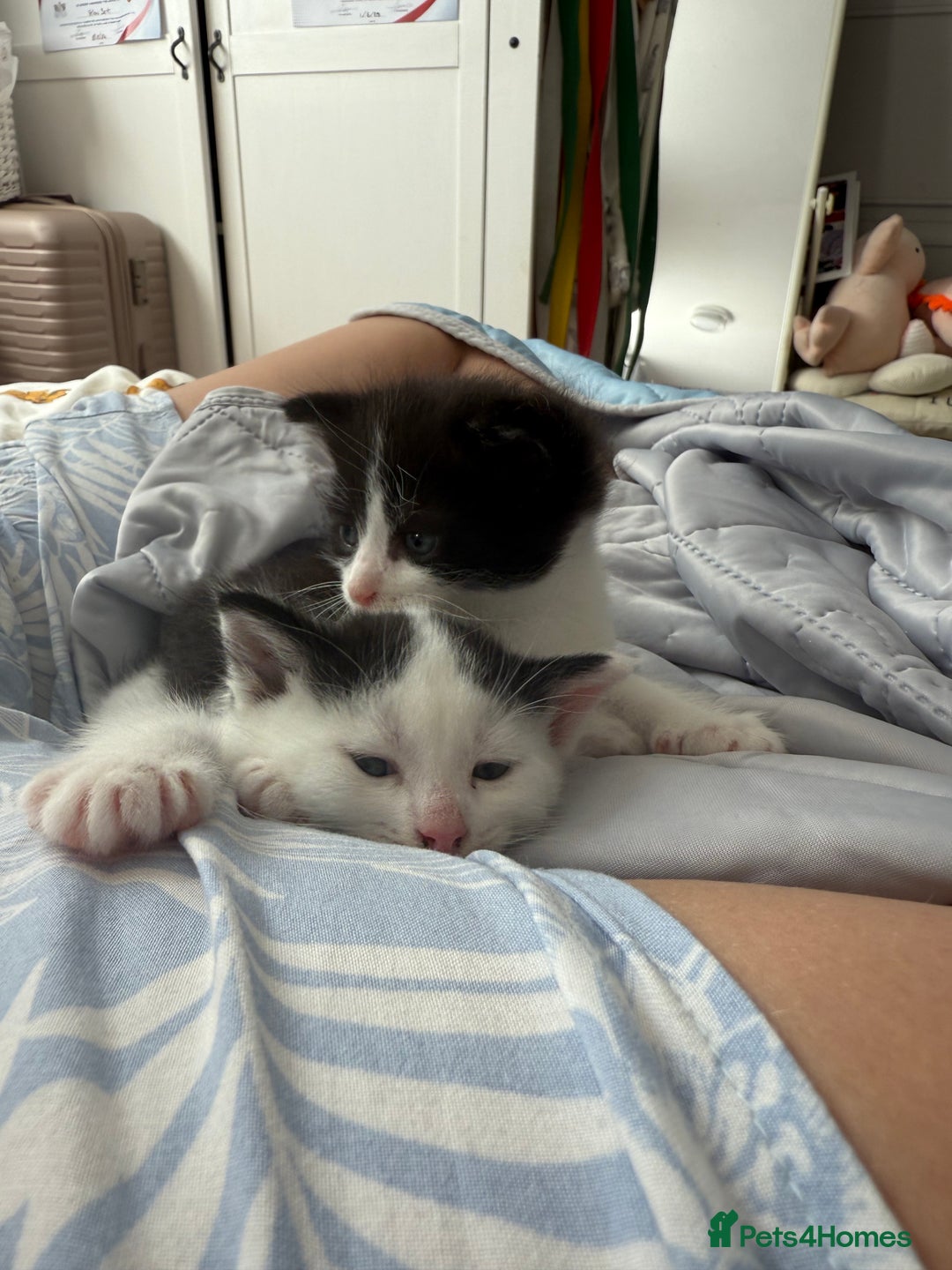 British Shorthair cats for sale: 4 Kittens for sale - Image 15
