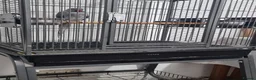 Ringnecks birds for sale: Beautiful male grayish ringneck talking parrot  - Advert 1